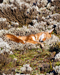 Ethiopian Wolf by Will Burrard-Lucas