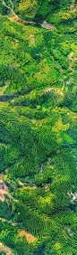 云南景迈山古茶园的搜索结果_百度图片搜索