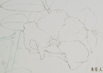 木壳人  的插画 金樱子水彩步骤动态图