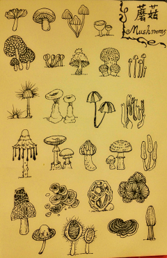 老尼菇采集到插画