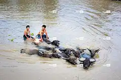 孩子们 水牛 河 动物 玩 美丽的壁纸 亚洲人 桌面背景