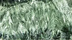 绿色抛光Seraphinite