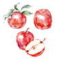 Watercolor fruits,  blooming  Apple and cherry trees : paintings, fruits, cherry, Apple , food, painted, colors, watercolor, red, arts, paints, textured, ripe, berry, freshness, green, vector, leaf, effects, product, eating, isolated, vegetarian, organic,