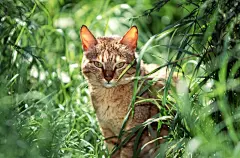 可爱猫咪特写合集桌面壁纸桌面壁纸1