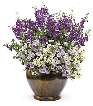 Berry Burst containe...