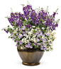 Berry Burst container recipes from Proven Winners.  Thriller Plant: Angelface® Blue Summer Snapdragon (Angelonia angustifolia);  Spiller Plants: Superbells® Miss Lilac (Calibrachoa hybrid)  and Sunsatia® Coconut (Nemesia hybrid) http://emfl.us/faHd