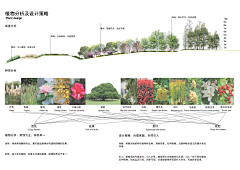 不记得了NN采集到W-文本排版-植物分析