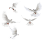 image117