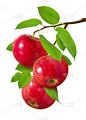 苹果孤立。三个红色的成熟多汁的苹果在树枝上，绿色的叶子孤立在白色的背景作为包装设计