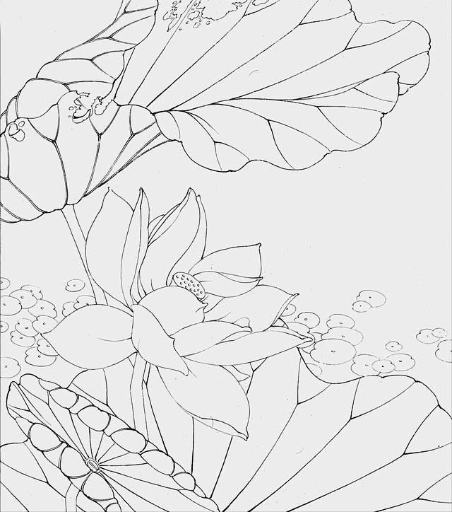 一组清新淡雅的工笔白描素材荷花