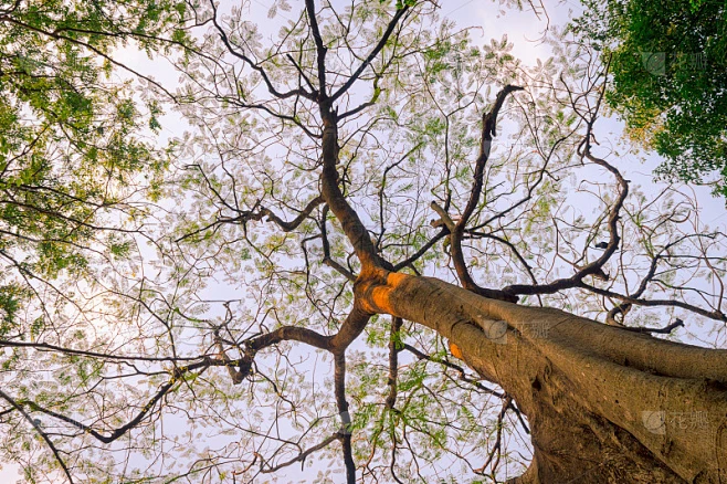 查找树顶。高高的树枝在阳光下落霞。森林林地环境背景。抽象的自然图案纹理。素材-花瓣网