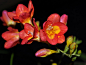娇嫩的香雪兰花卉高清壁纸 14 - 1920x1440pix
