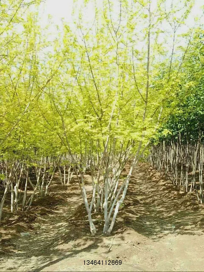 金叶复叶槭-花瓣网
