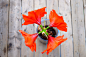 Flower, Flowerpot, Flowers, Red