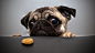 animals funny animals pug vacuum tube tester wallpaper (#1981780) / Wallbase.cc