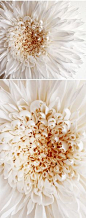 tiffanie turner's GIANT paper flowers <3