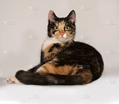 三色小猫咪躺在灰色的床上