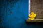 Photograph Yellow vs. Blue by Sebastian Nagler on 500px
