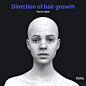 anatomy-for-sculptors-direction-of-hair-growth