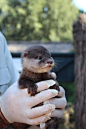 Keepers at Taronga Western Plains Zoo are excited by the birth of three Oriental Small-Clawed Otter pups, born January 8, 2015. Learn more, see more: <a href="http://www.zooborns.com/zooborns/2015/03/otter-pups-venturing-out-with-their-fam.html&qu
