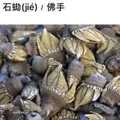 胡子（MoDTP)采集到海鮮