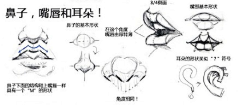 雅贤YY采集到【绘画-人体结构】嘴巴、鼻子