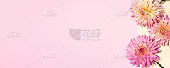 粉黄色背景上的节日花束，复制空间。前视图。创意贺卡与大丽花