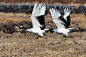 Photograph A Red-crowned Crane by Young Sung Bae on 500px