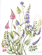Herbier de France.  By Michele Delsaute. Very pretty.: 
