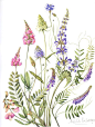 Herbier de France.  By Michele Delsaute. Very pretty.: