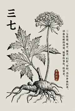 三七、灵芝、半夏、党参线稿图海报！ - 小红书