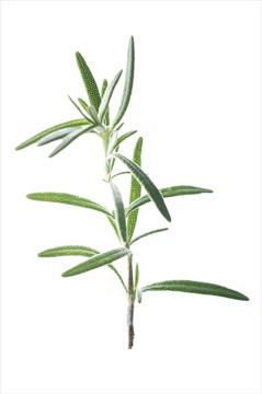 食用药草_图片大全_全景网
