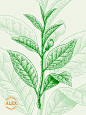版画风格插画 | 茶叶