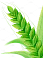 小满弥散渐变肌理水稻元素