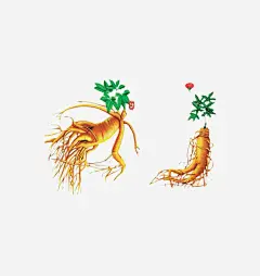 人参免抠素材 页面网页 平面电商 创意素材 png素材