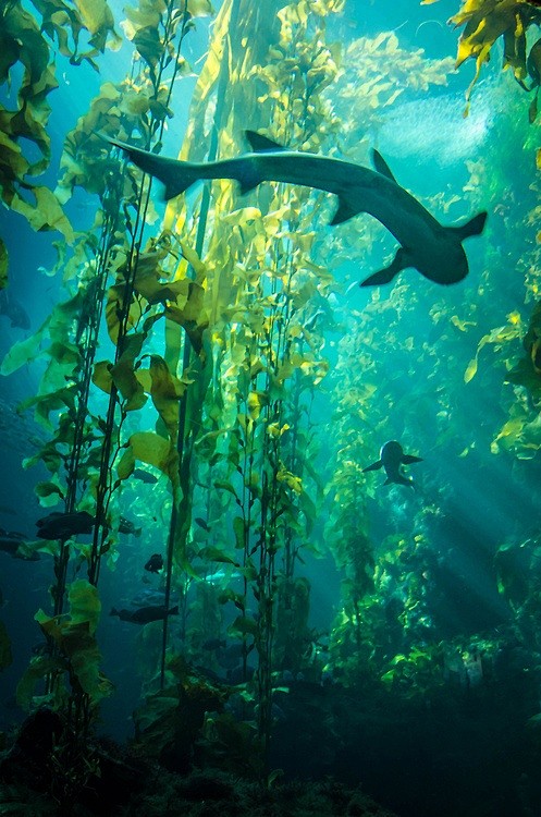 Kelp Forest | Amazin...