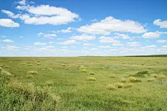 草地
