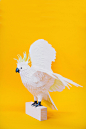 New Paper Bird Sculptures by Diana Beltran Herrera : Recent work by talented Colombian artist Diana Beltran Herrera.

"Her incredibly lifelike depictions are built entirely out of cut paper and imitate a variety of bird species from all over the worl