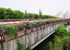 baozibaozi采集到植物