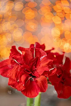 红色的孤挺花的特写。玻璃花瓶中的紫荆花。Garland bokeh背景。垂直的壁纸