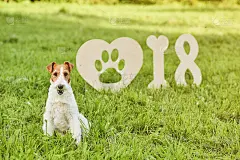 可爱的快乐狐狸梗犬在公园2018年新年贺词