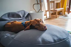 点击来源直接获取大图文件 |Beautiful purebred dog Hungarian Short-haired pointer lying on a couch pear in the house with sad emotion looking at the camera