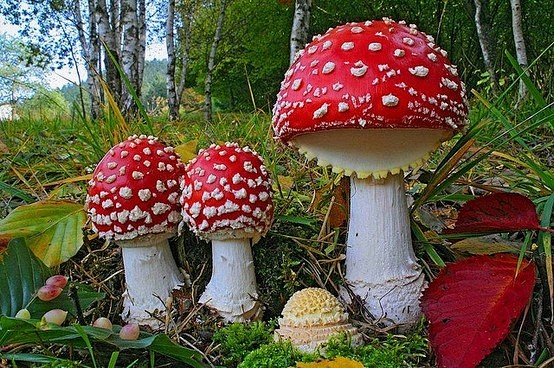 红色小蘑菇~
