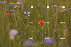 花 植物 盛开 特写 美丽的花朵 花壁纸 花卉背景 花朵 自然