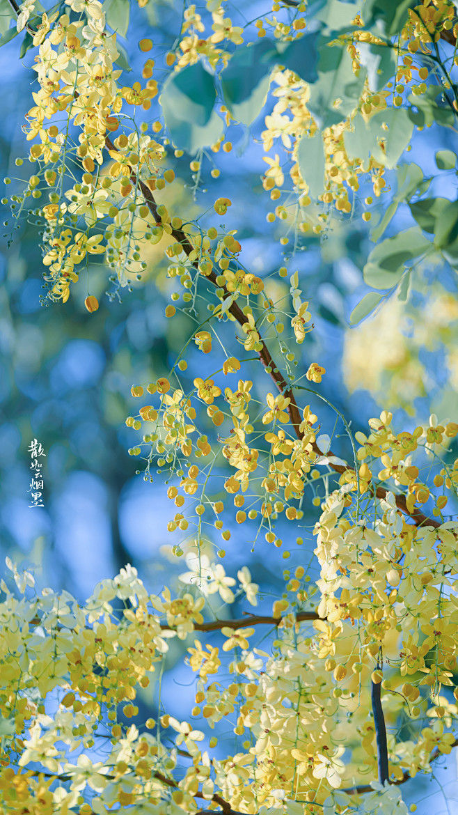 满树尽是黄金雨 摄影师: anileo墨