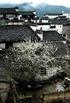 籽纤采集到风景