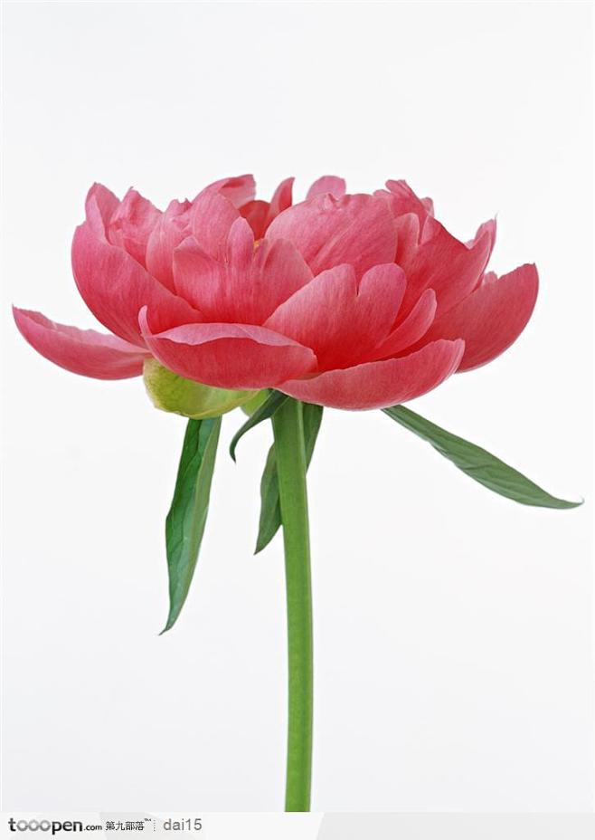 花卉造型红色牡丹花侧面