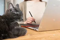一只灰色的猫睡在木桌上，一个陌生的女人穿着米色t恤在平板电脑上画画。