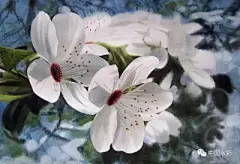 水彩---樱花-梨花-桃花-海棠花、梅花 - 高清图片，堆糖，美图壁纸兴趣社区