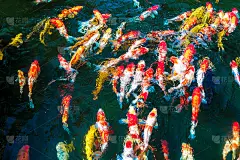 五颜六色的锦鲤在蓝色的池塘里游泳。